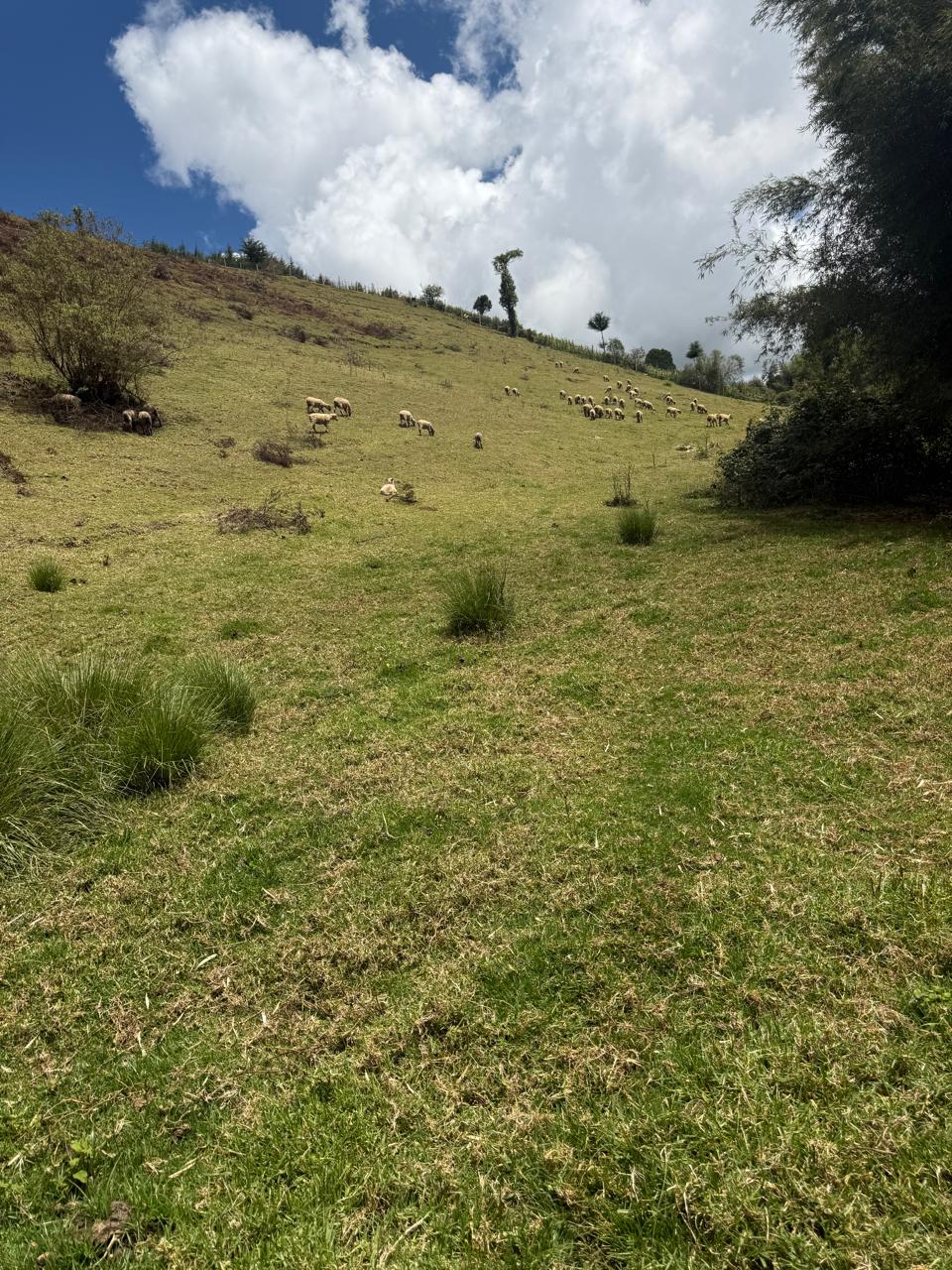 Boran lambs
