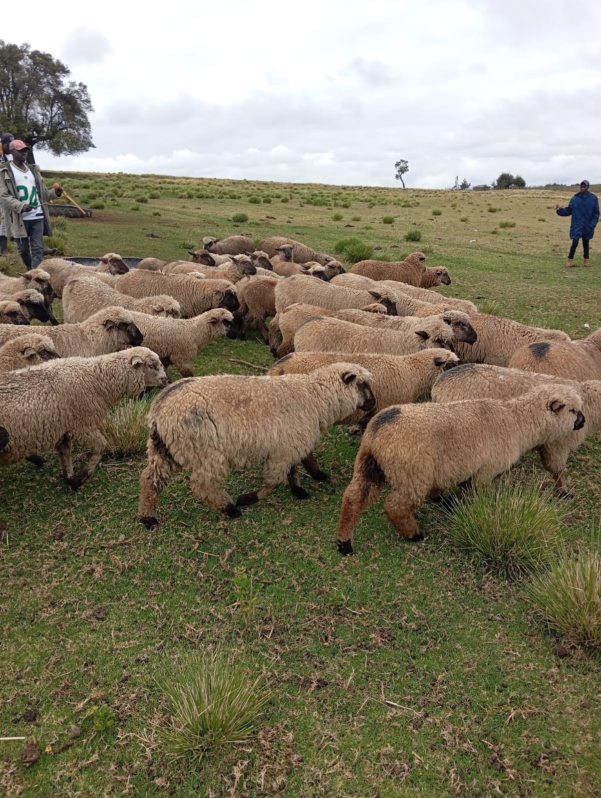 Vet with sheep