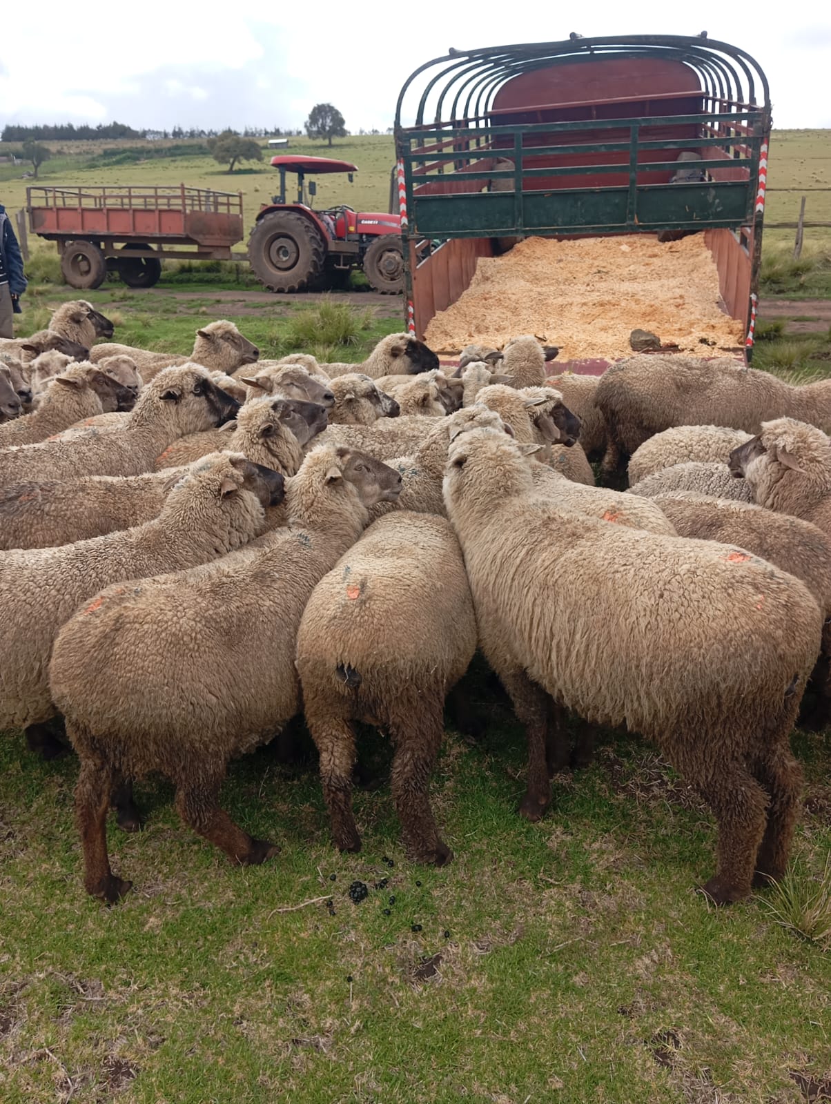 Sheep grazing at sunrise