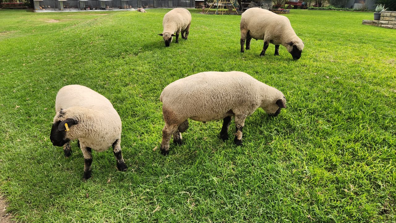 Sheep breeding stock