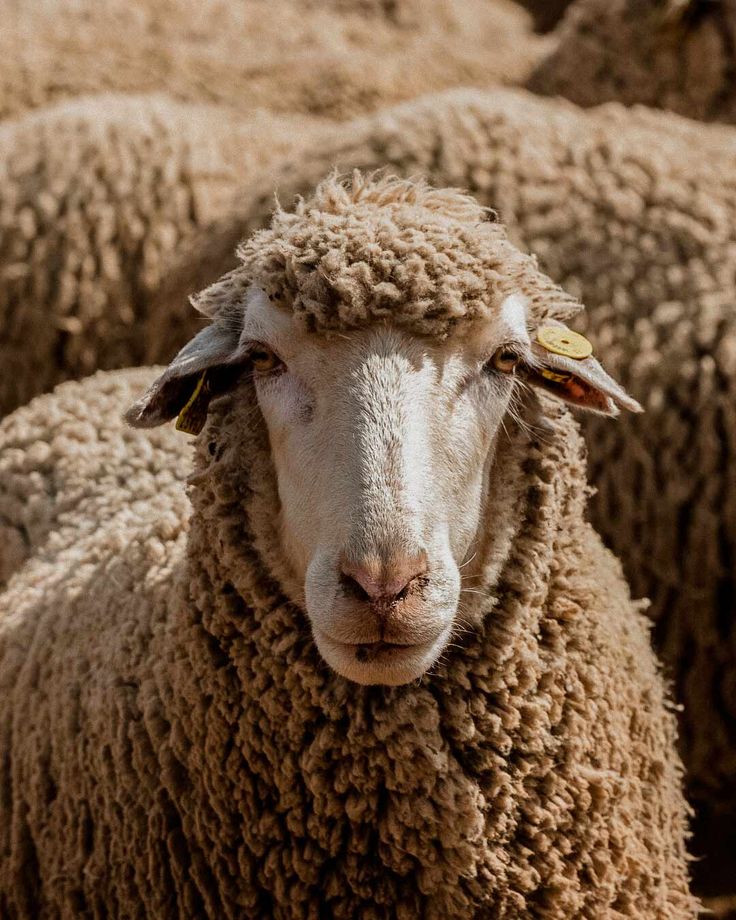 Wool fleece